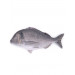 Gilt-head Bream Fish Shaped Photo Soft Stuffed Decorative Pillow