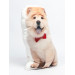 Chow Dog Shaped Photo Soft Stuffed Decorative Pillow with a zipper